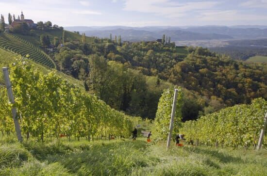 Wein und Stein – Vom...