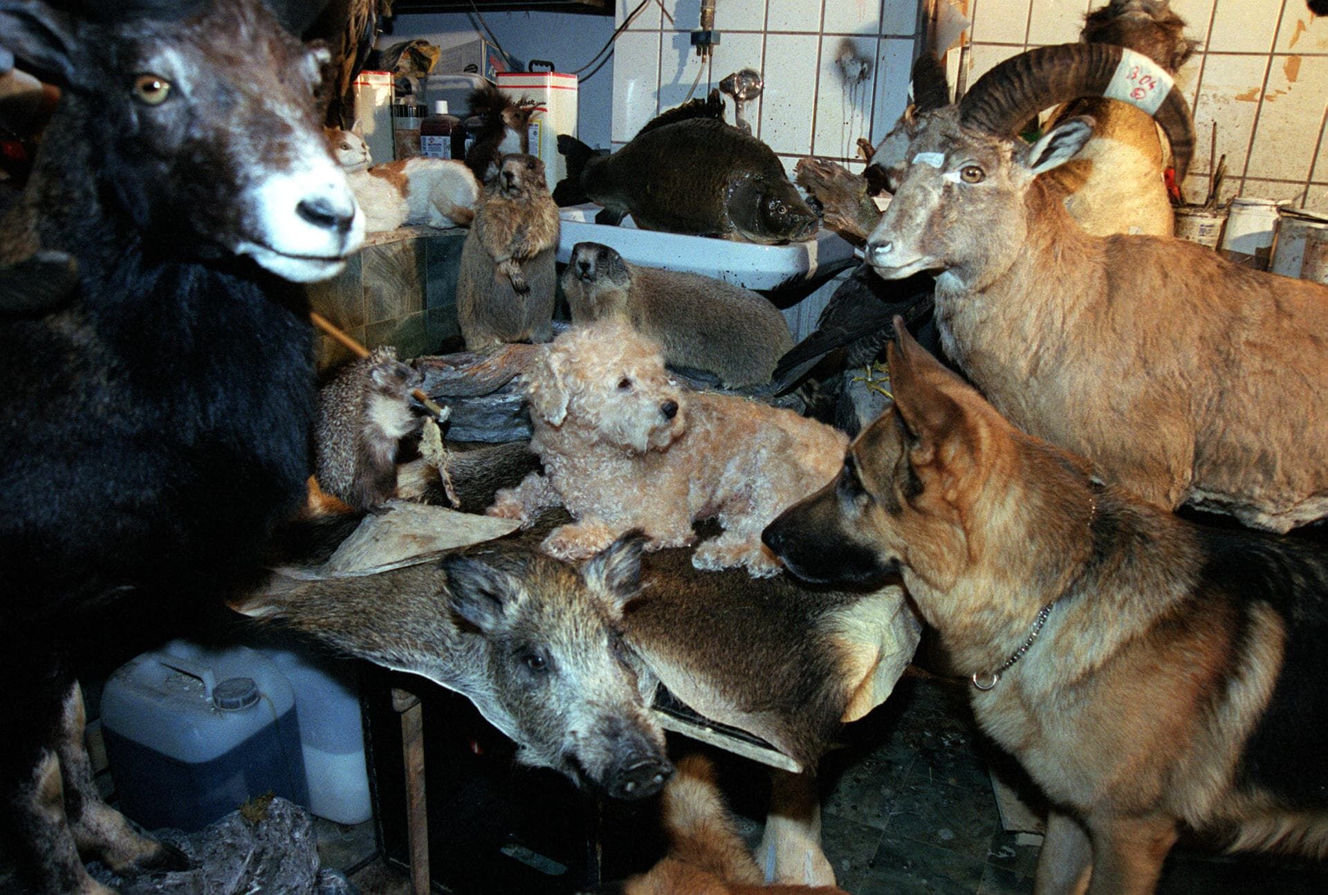 Rex felügyelő Évad 8 rész 13