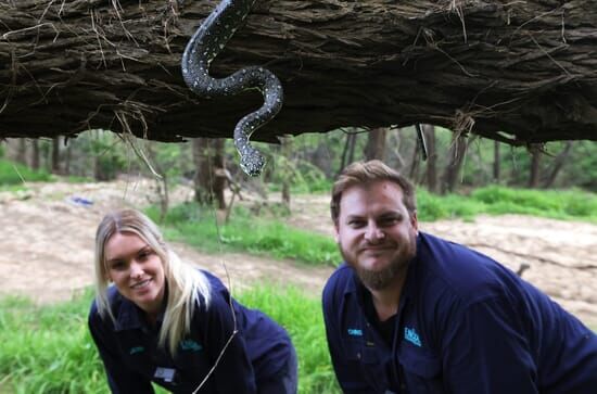 Snake Security – Schlangenalarm in Australien