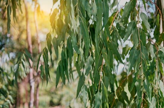 La forêt de parfums