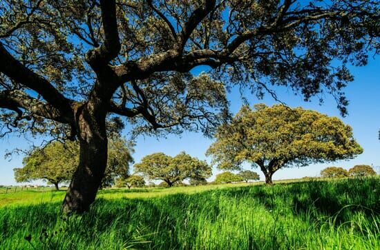 La forêt méditerranéenne