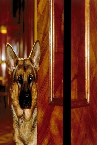 Rex felügyelő Évad 1 rész 10