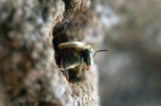 Die Bienenflüsterer