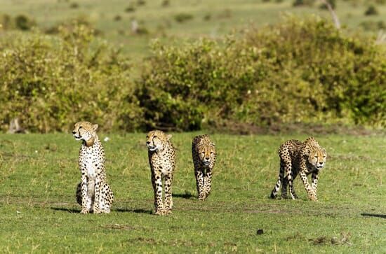 Die fünf Geparde – Gemeinsam durch die Serengeti