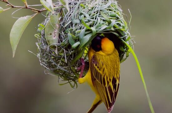 Tierische Überflieger