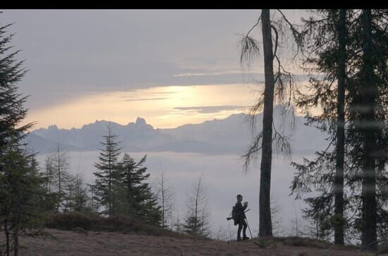 Wild auf Jagd im Gebirge