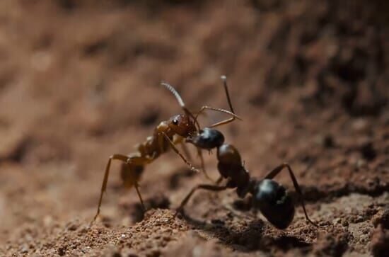 Le royaume des fourmis