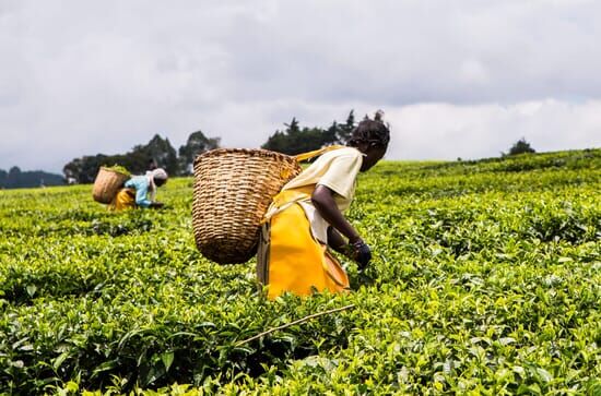 The Tea Trail with Simon...