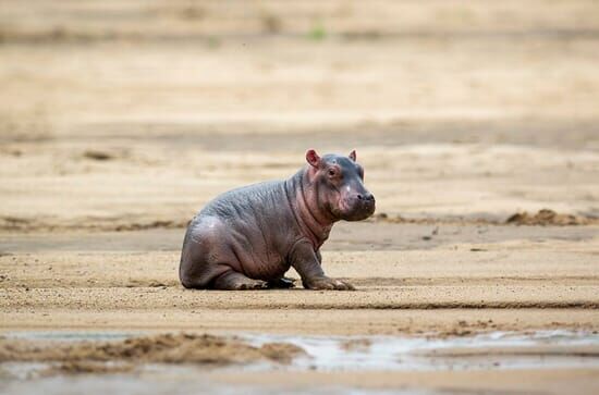 Wilde Tierbabys