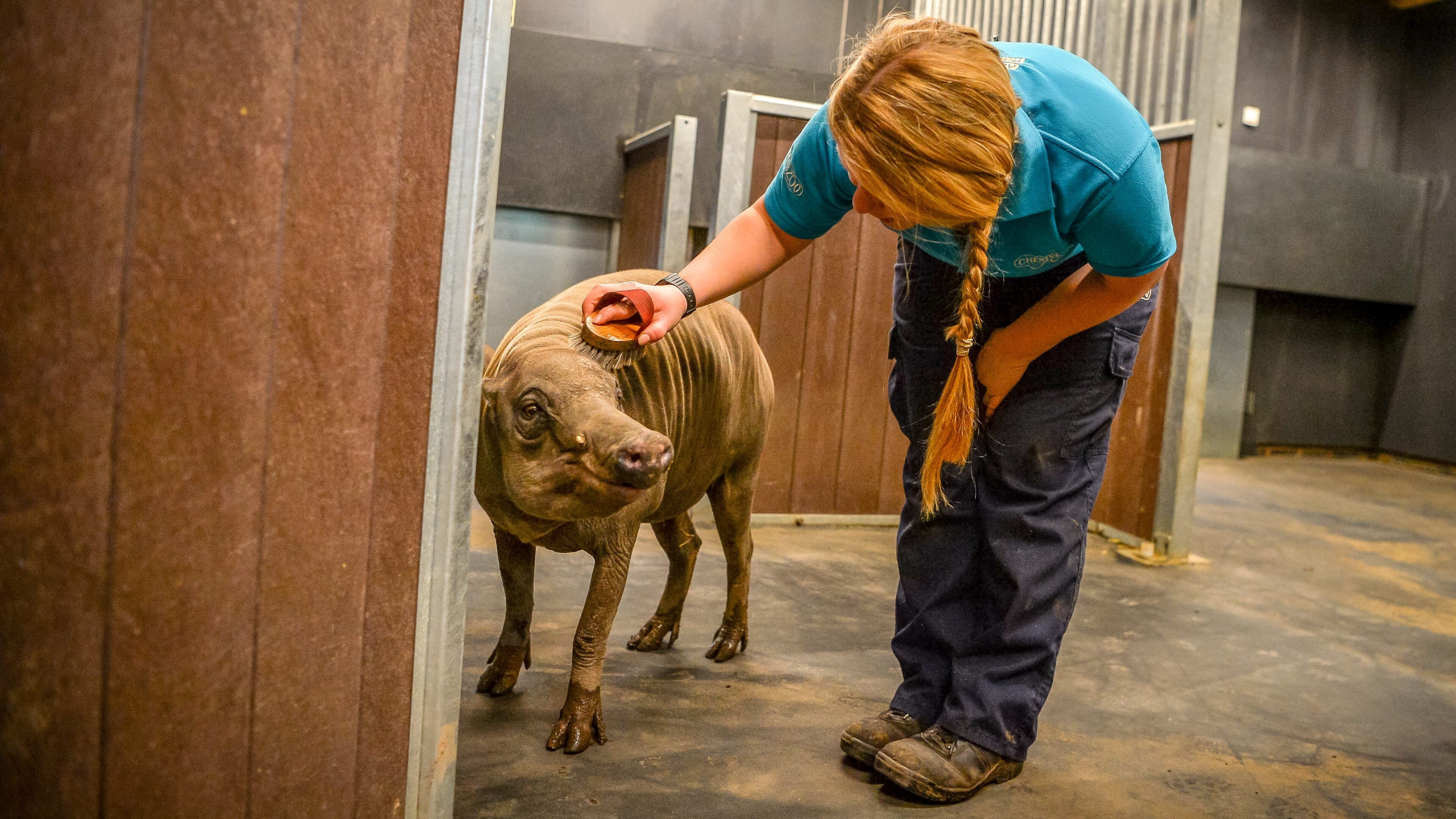 Zoo und so – Tierisch wild!