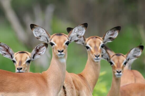 Wasserlöcher – Oasen für Afrikas Fauna