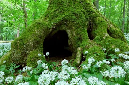 Die letzten Zeugen – Buchenurwälder