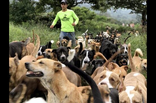 Costa Rica: Das größte Hundeheim der Welt