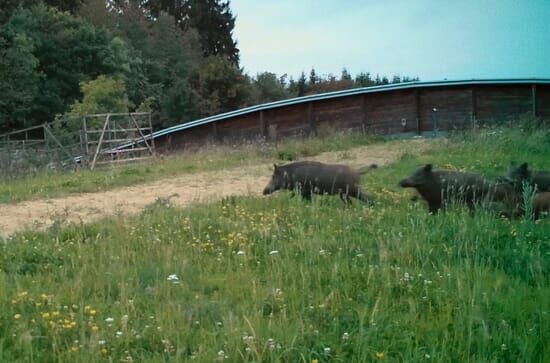 Wildwechsel: Tiere auf Achse