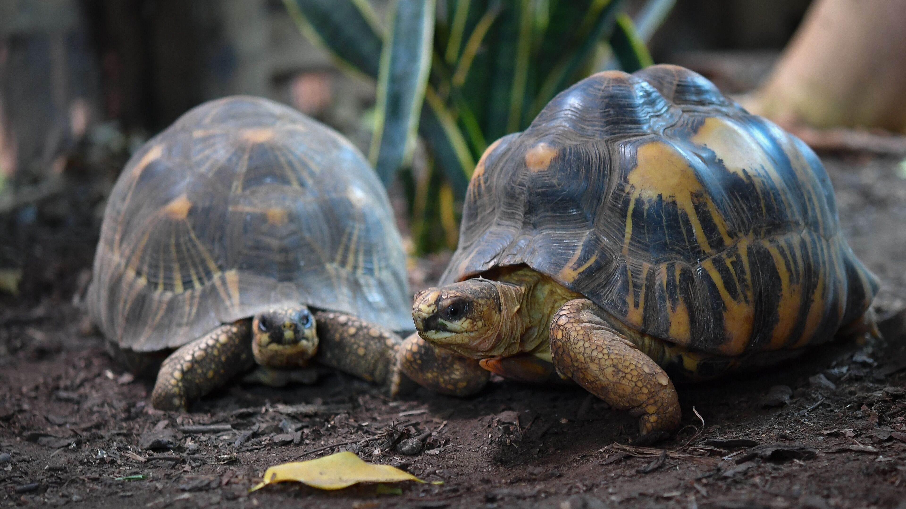 Zoo und so – Tierisch wild!