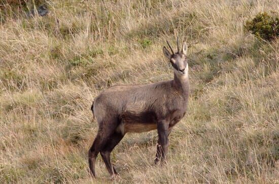 Lungau – Wildnis im...