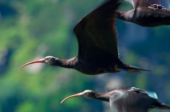 Geheimnis Vogelzug