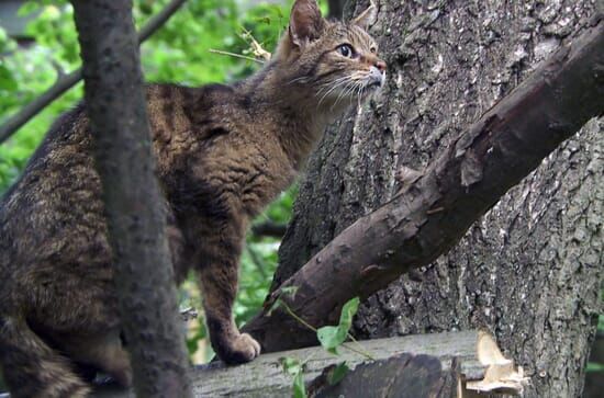 Rückkehr der Wildnis –...