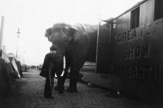 Fritz, der Elefant – Eine tragische Geschichte