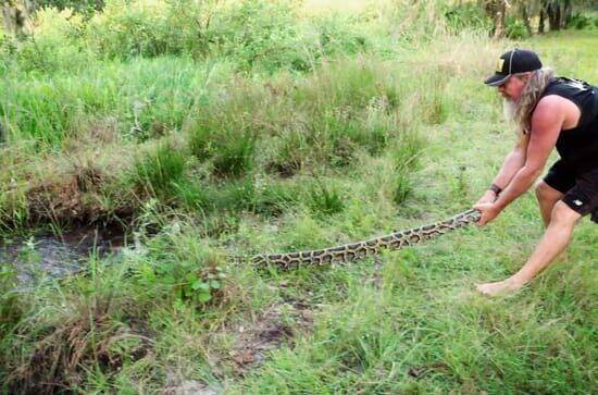 Die Pythonjäger – Einsatz in den Everglades