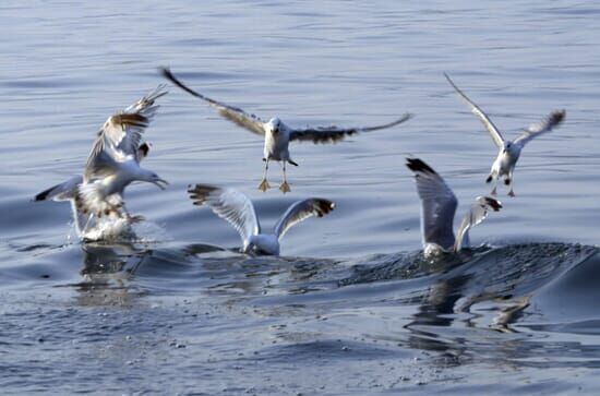 Bodensee – Wildnis am...