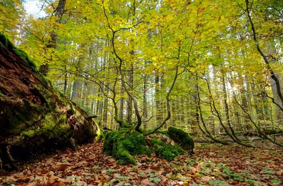 Meisterwerke, Urwälder...