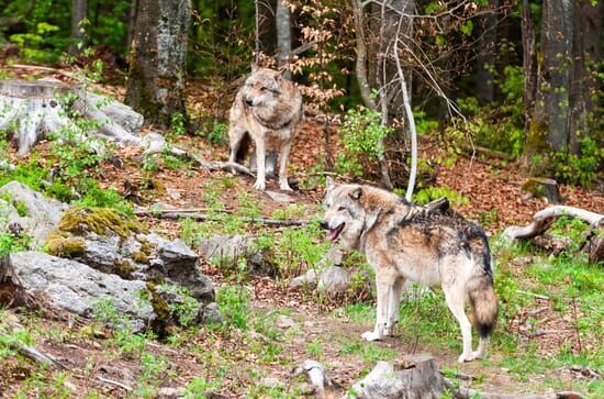 Vom Wildtier zum Haustier...