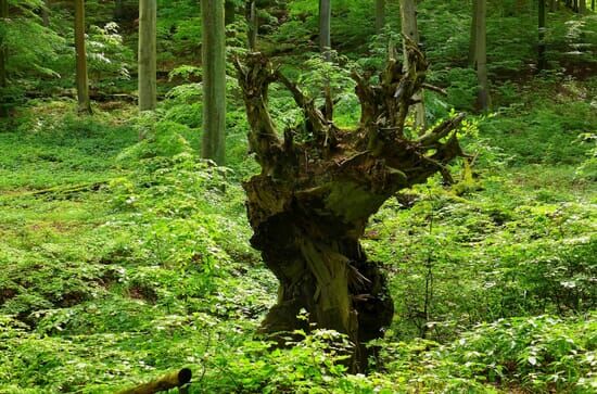 Buchenurwälder...