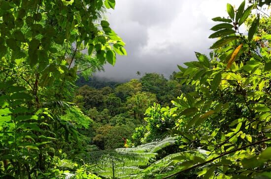 La forêt tropicale humide...