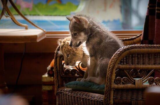 Der Wolf und der Löwe