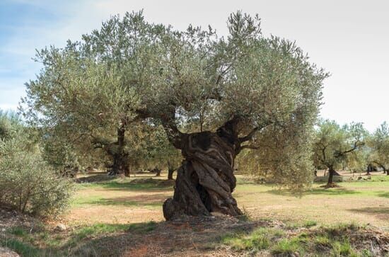 Wut auf Spaniens Olivendiebe