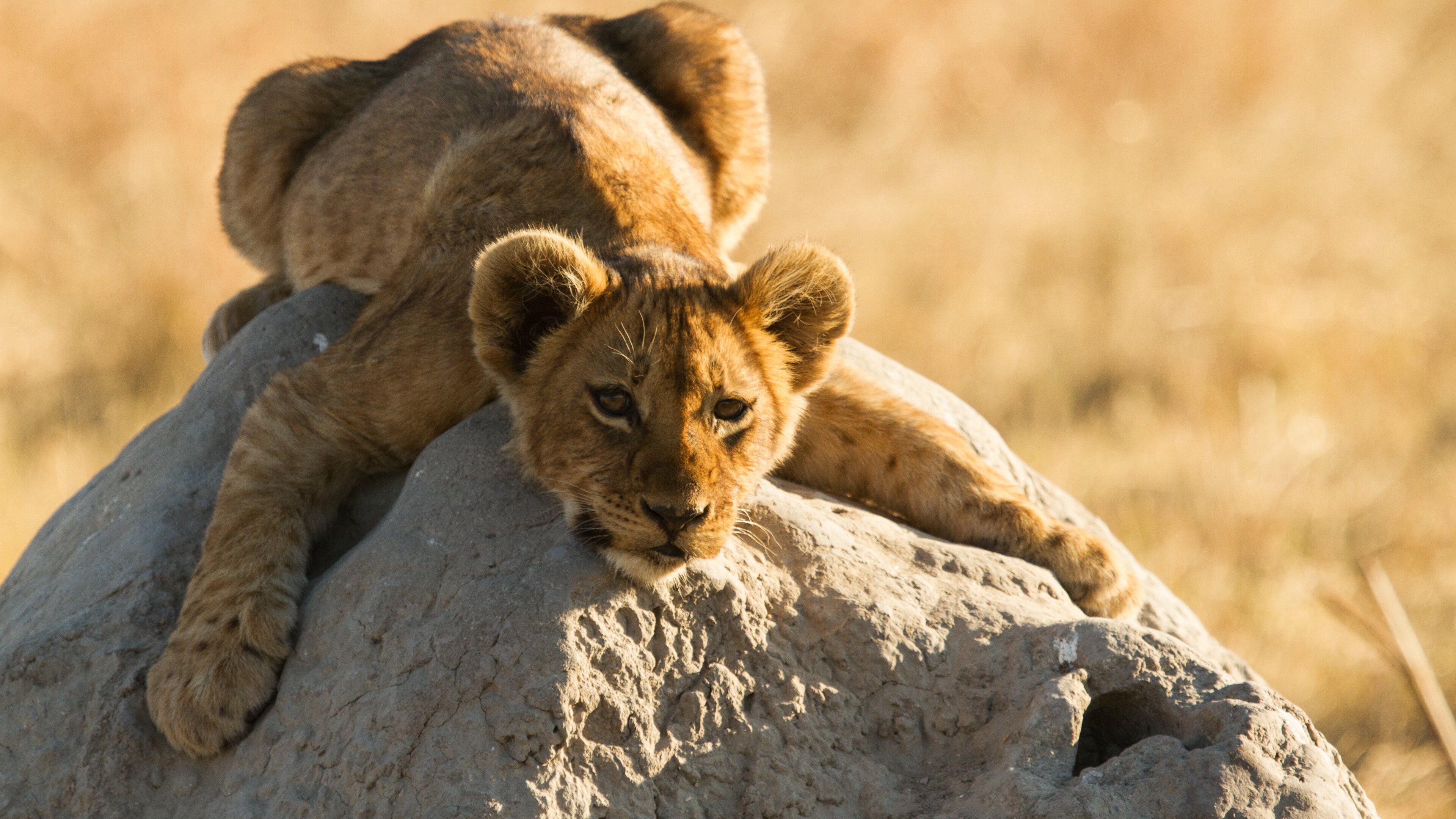 Killer Safari: Gefährliche Begegnungen