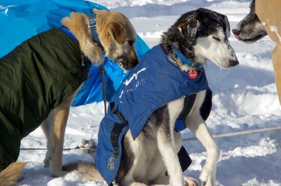 Yukon Men – Überleben in Alaska