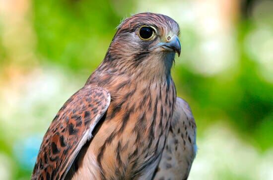 Tierische Burgherren – Das wilde Mittelrheintal