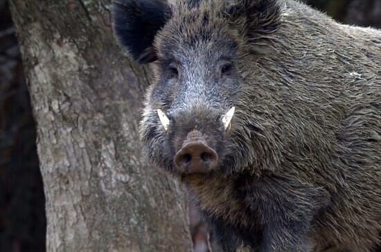 Wildschweine – Das Comeback