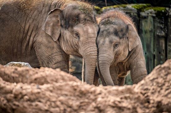 Zoo und so – Tierisch wild!