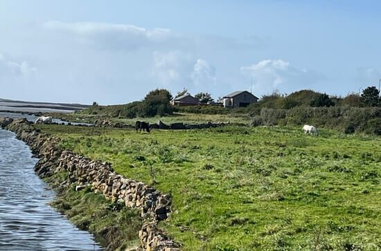 Reif für die Grüne Insel? Wenn es Deutsche nach Irland weht