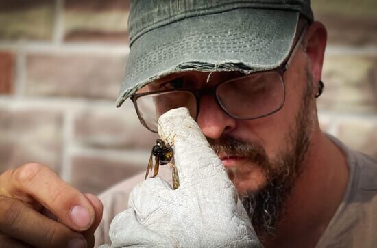 nano Doku: Tierische Invasoren auf dem Vormarsch