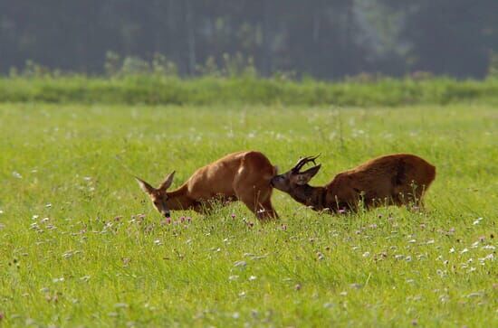 Wilde Eltern – Mit...