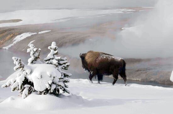 Yellowstone Nationalpark