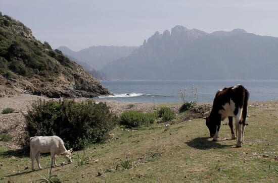 Frankreich – Wild und...