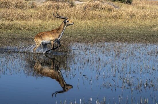 Okawango – Fluss der...