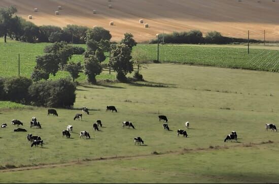 Vache folle, la Bretagne...