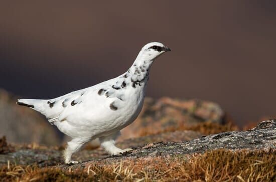 Scotland: The New Wild