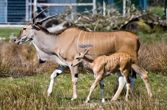 Seehund, Puma & Co.