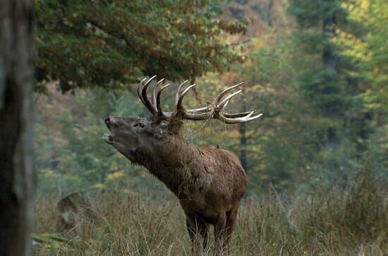 Frankreich – Wild und schön