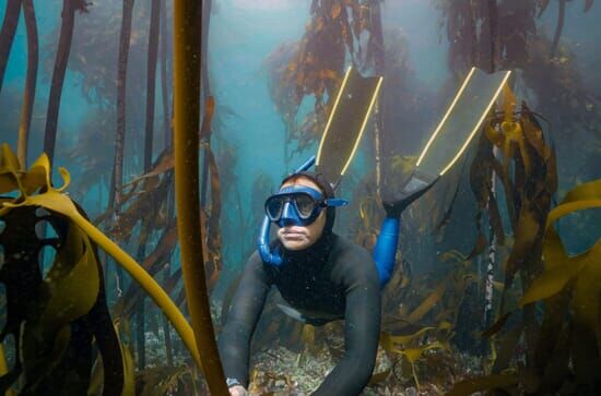 Der Kelpwald – Südafrikas geheimnisvolle Unterwasserwelt