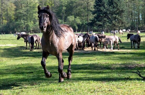 Unser Westen, unser Bestes