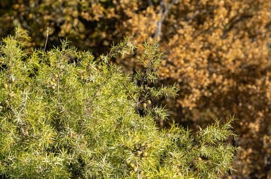 La forêt de genévriers