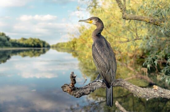 Pelikane, die Könige des Donaudeltas